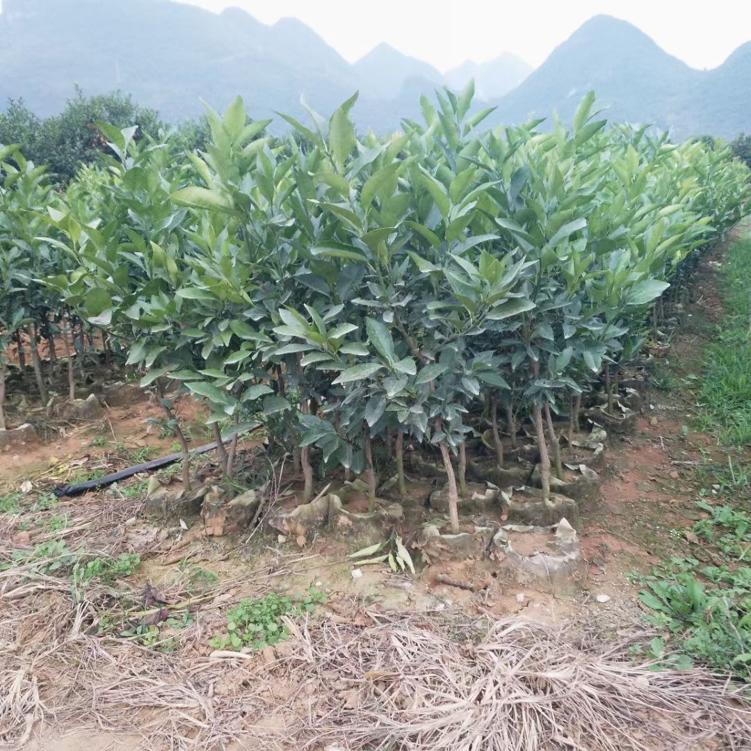 沃柑苗