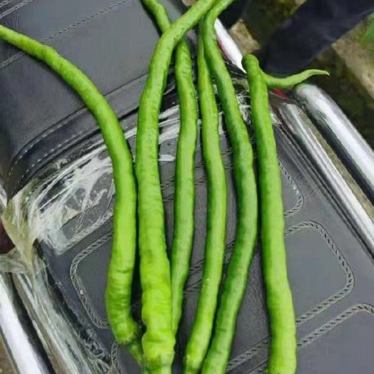 修文县 二荆条螺丝椒