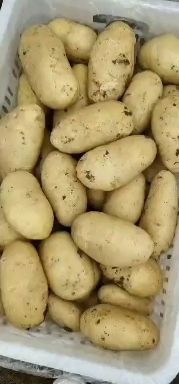 莒县荷兰15  荷兰十五土豆，黄皮黄心，价格便宜质量保证