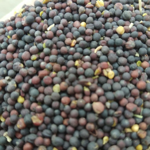 曹县油菜籽 
