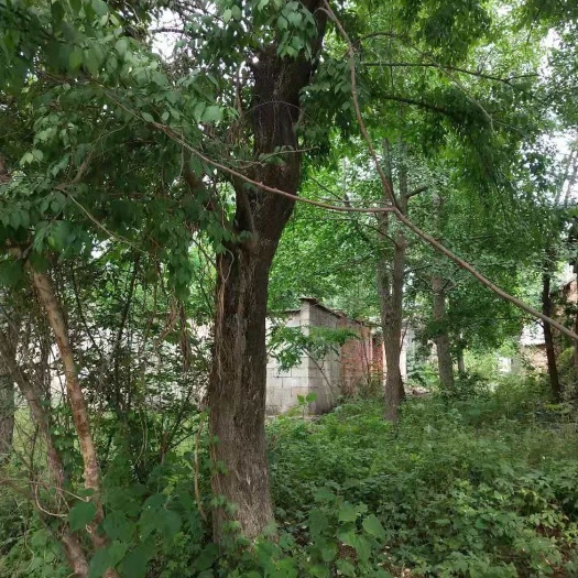 邳州市 小孩拳树学名卫矛，翅可以用药，杆可以刻章用，有上百年了