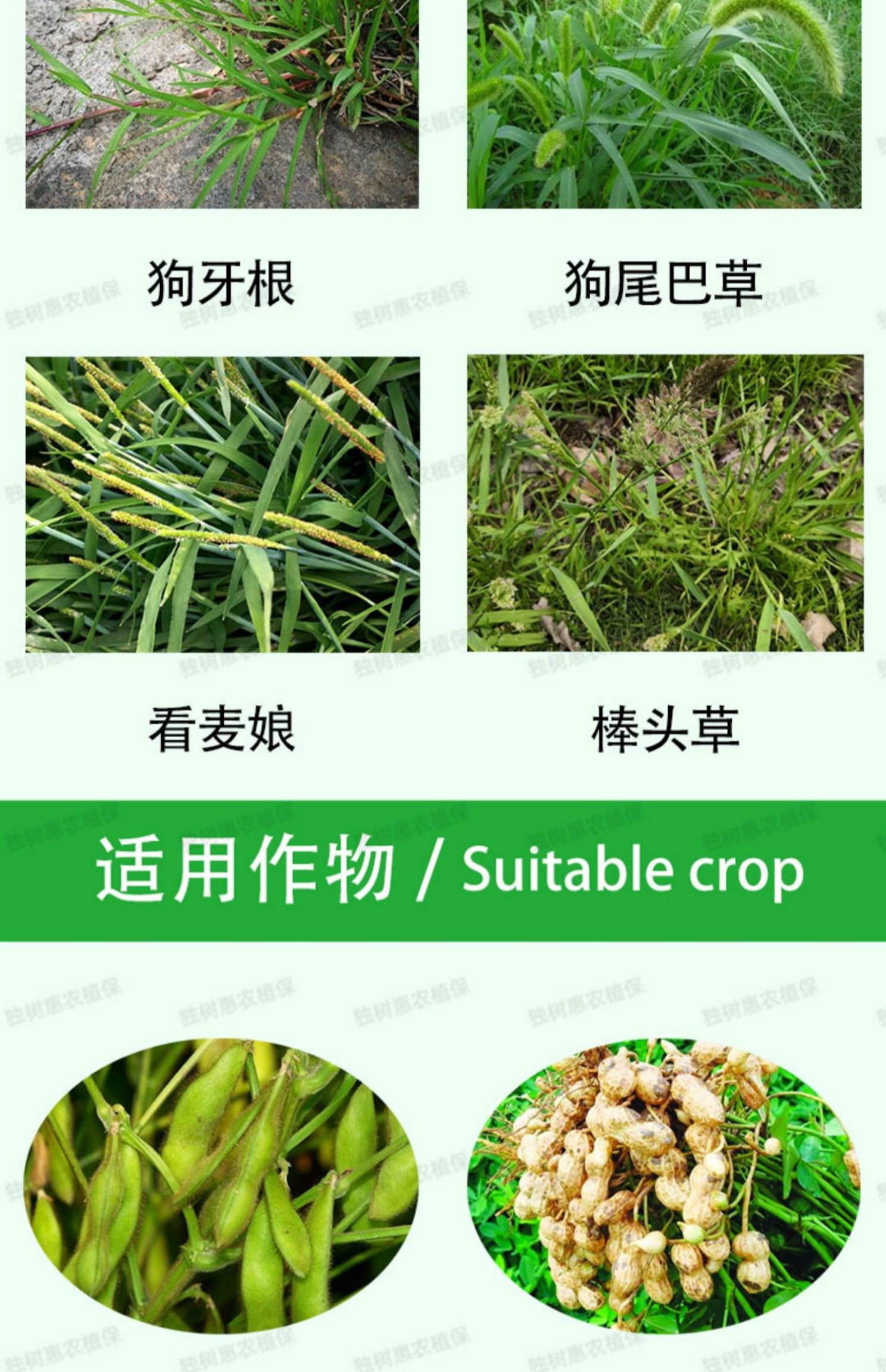 乳氟禾草灵  花生大豆除草剂尖叶草死根烂根一遍净正品专用除草剂