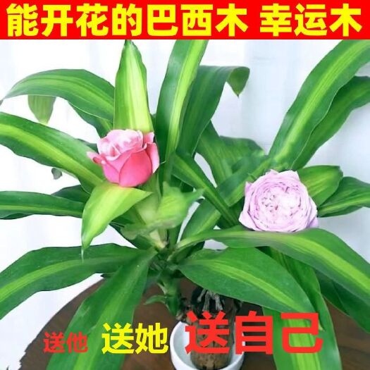 淮安巴西木盆栽  【优质商品】巴西木水养幸运木盆栽办公驱蚊驱虫四季常青花卉绿植