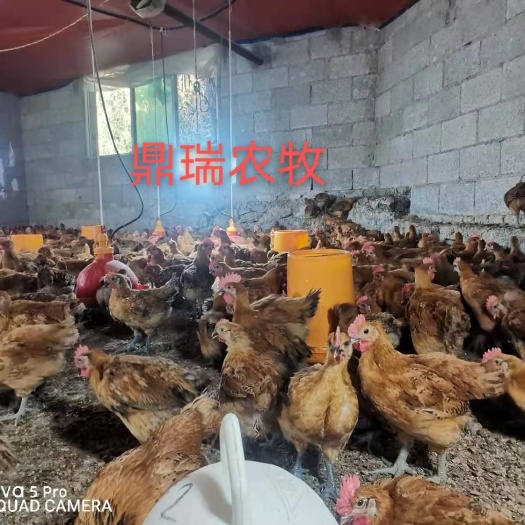 大方县脱温鸡苗 青脚麻大种脱温苗