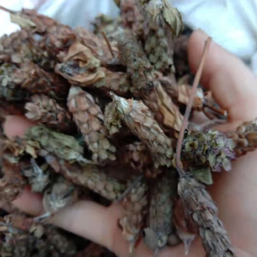凯里市夏枯草，夏枯球大货批发，欢迎订购