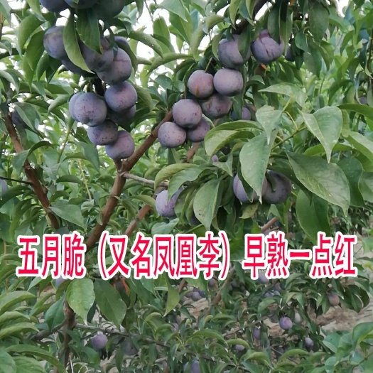 苍溪县五月脆李苗  五月脆李子苗