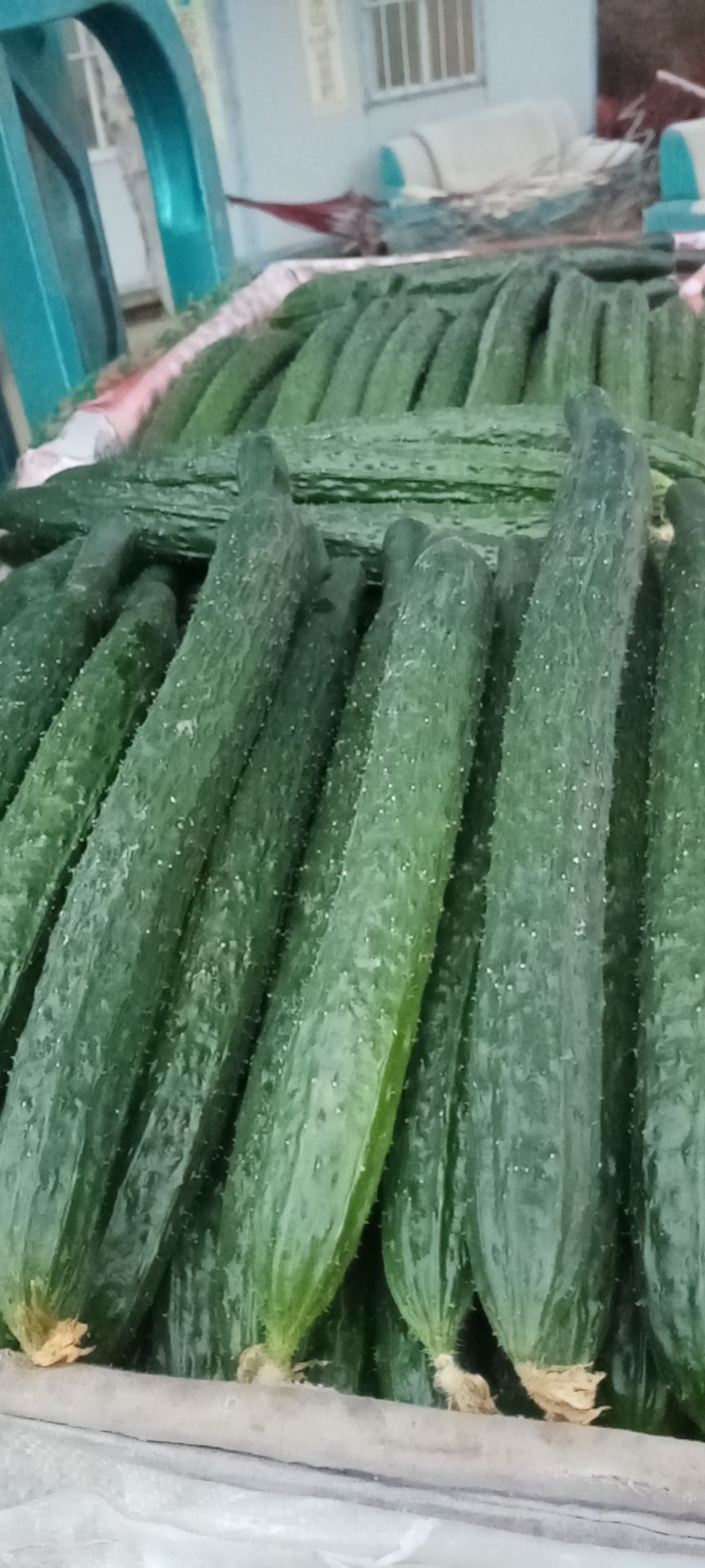 精品黄瓜，品质好，产地直供