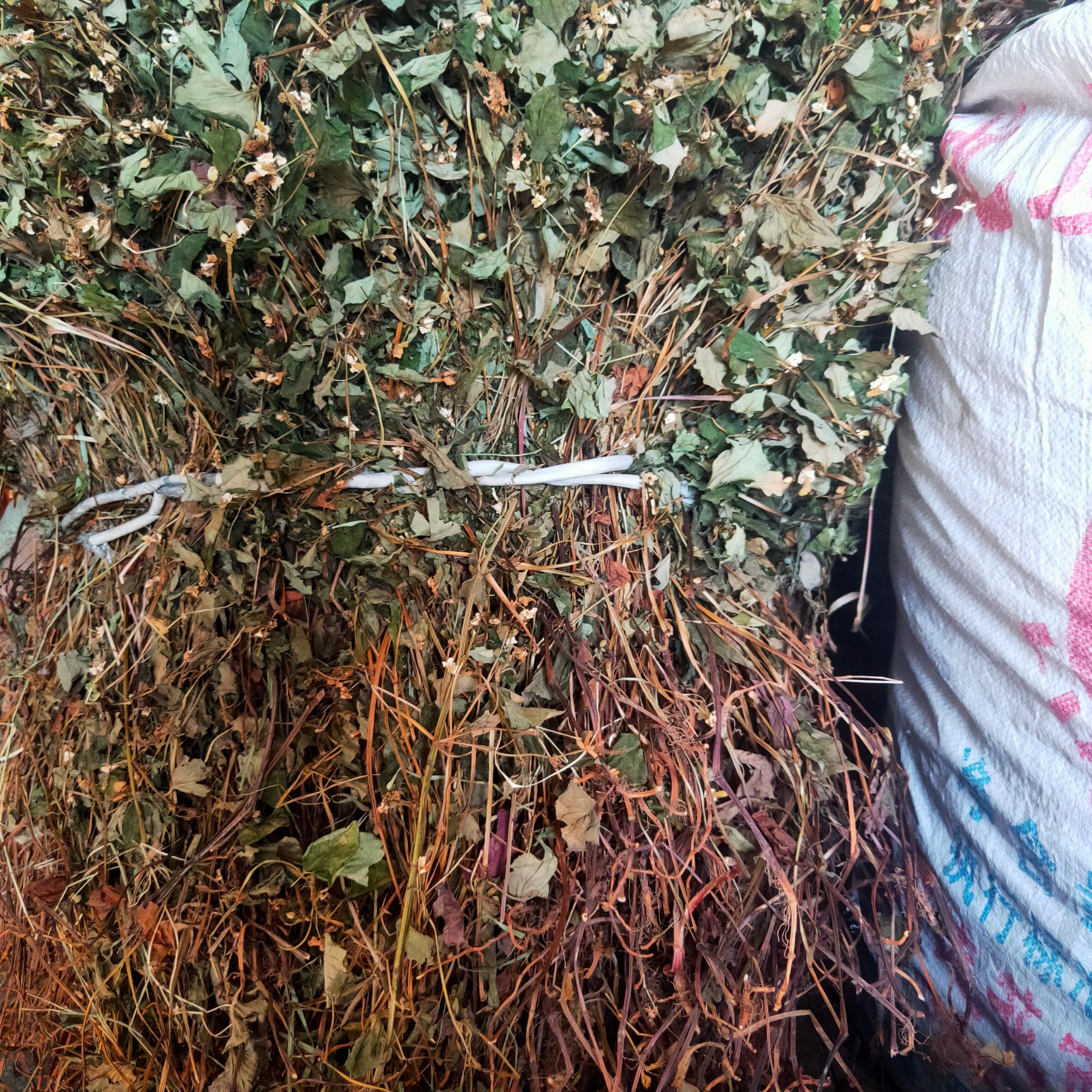 红茎鱼腥草  新货鱼腥草干货自然晒干色鲜全棵未切断大山采挖鱼
