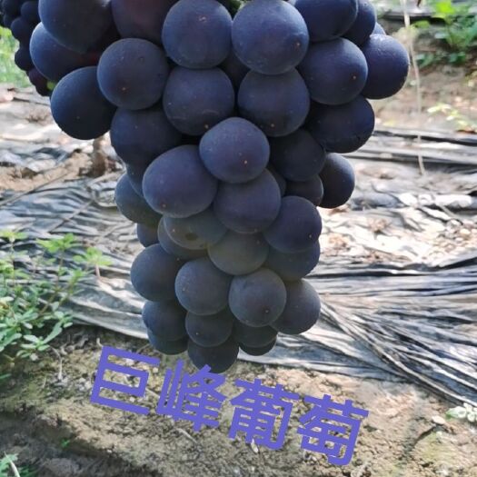 昌黎县巨峰葡萄