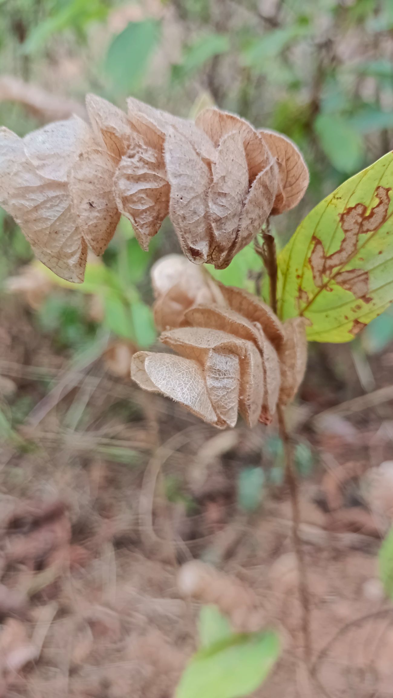 球穗千斤拔 （妇科千金片里面千斤就是它了）