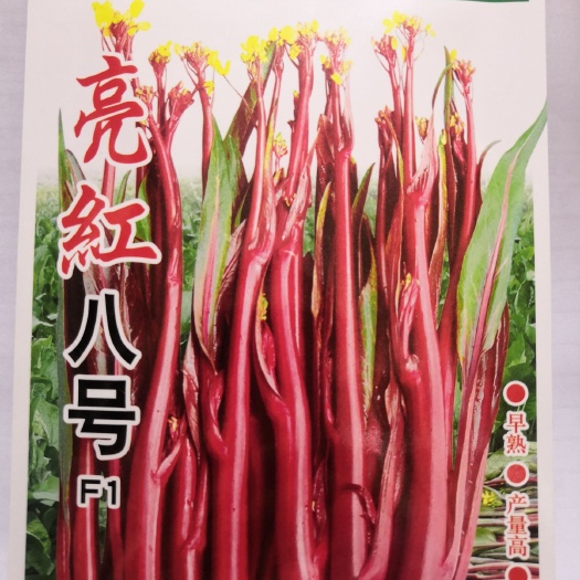 武汉【主推】早熟红菜苔种子大型基地红菜苔种子亮红高产耐寒品种