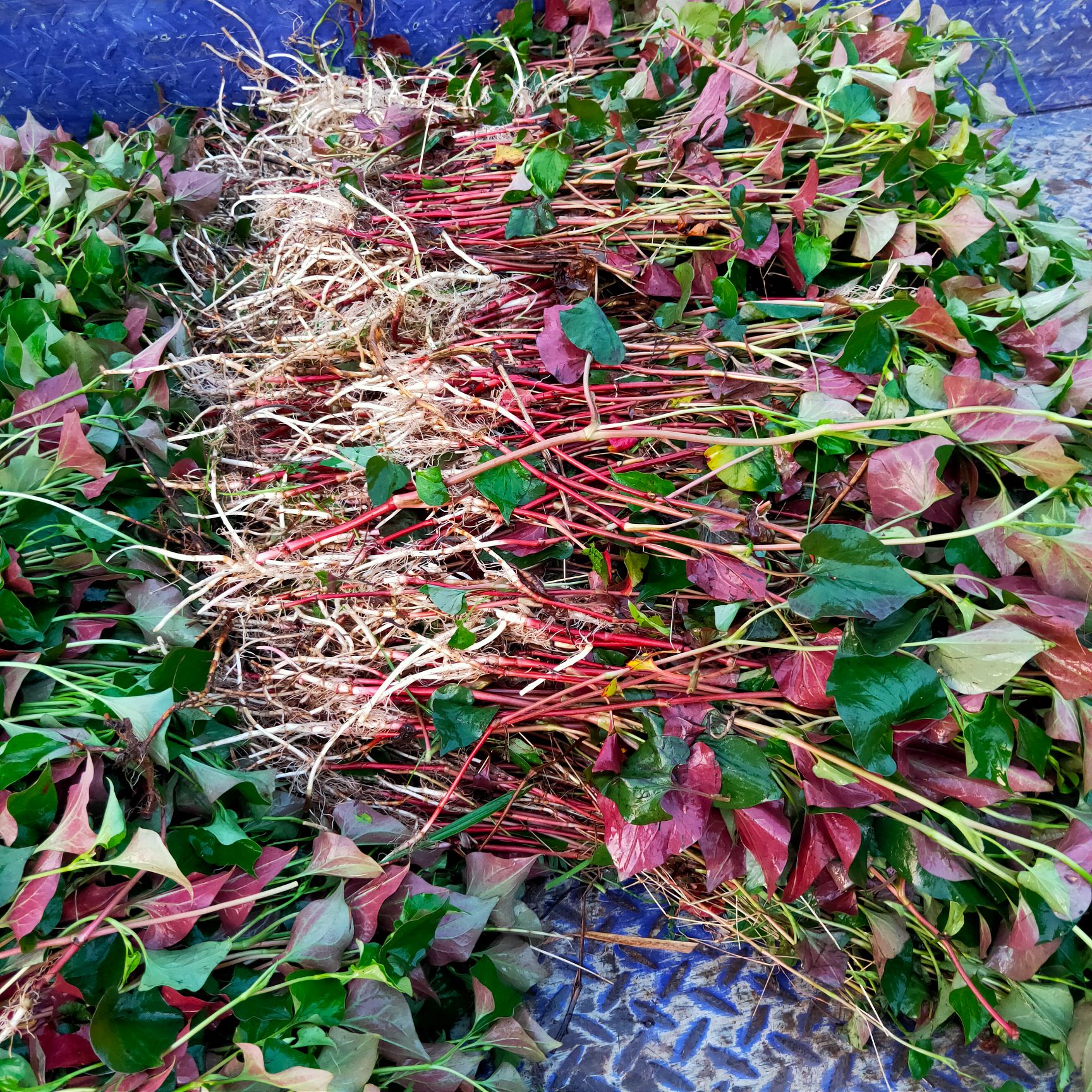 红茎鱼腥草  新货鱼腥草干货自然晒干色鲜全棵未切断大山采挖鱼