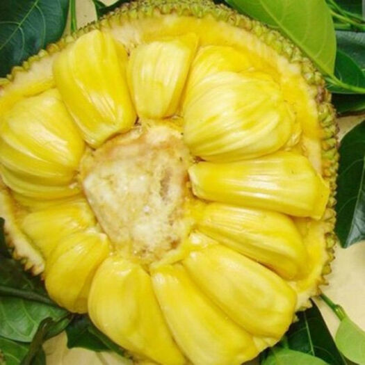 白沙县 大量供应大岭树菠萝蜜苗、芒果苗