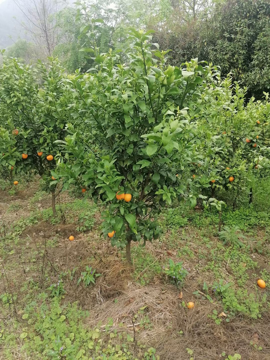 沃柑苗  沃柑大杯苗两年半大苗。