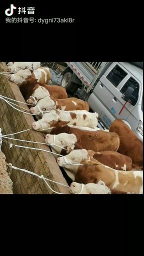 西门塔尔牛 贵州高山散养牛西门塔尔小公牛小母牛土杂交牛黄牛肉牛等。