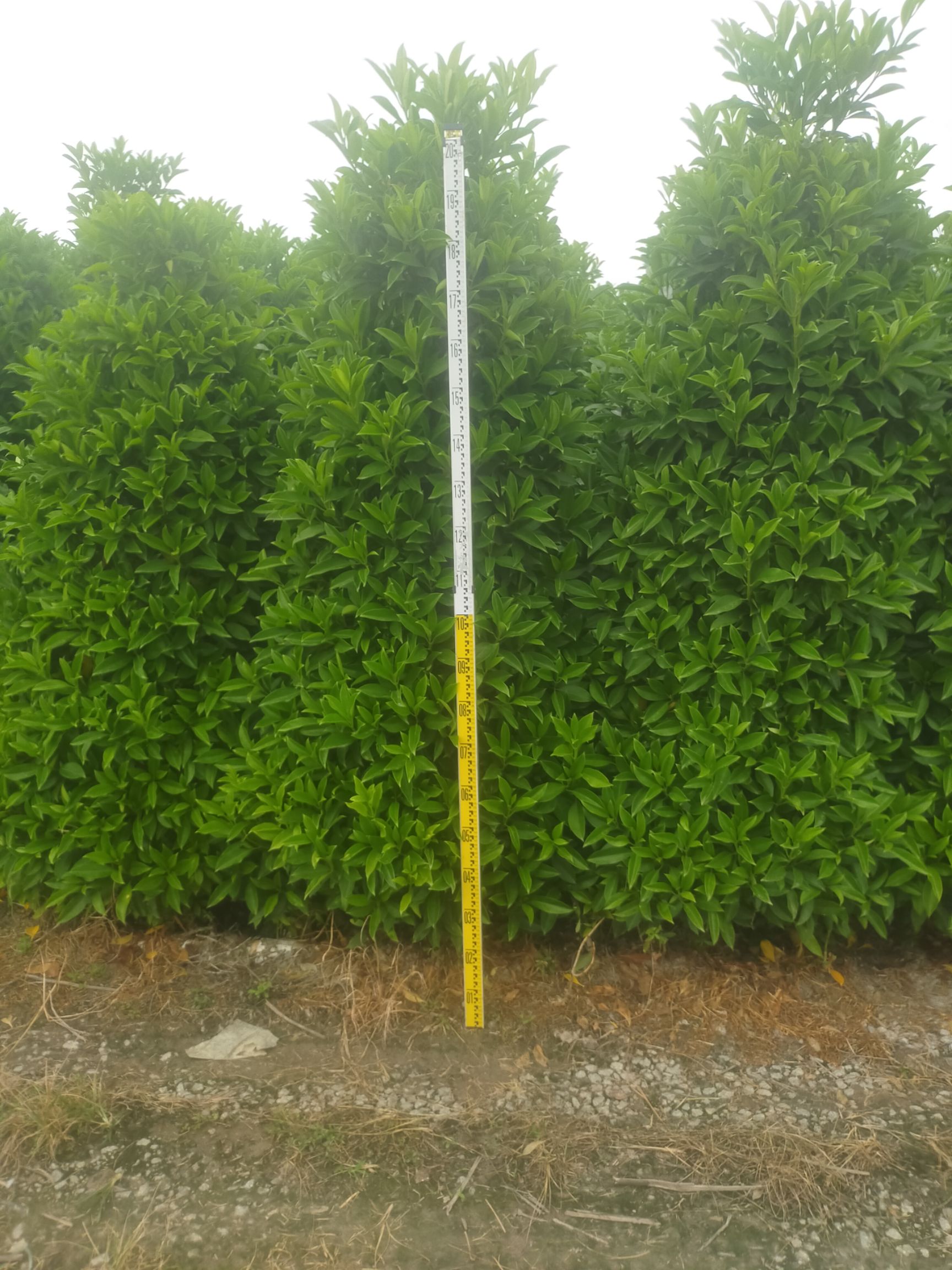  茉莉花，非洲茉莉大量批发