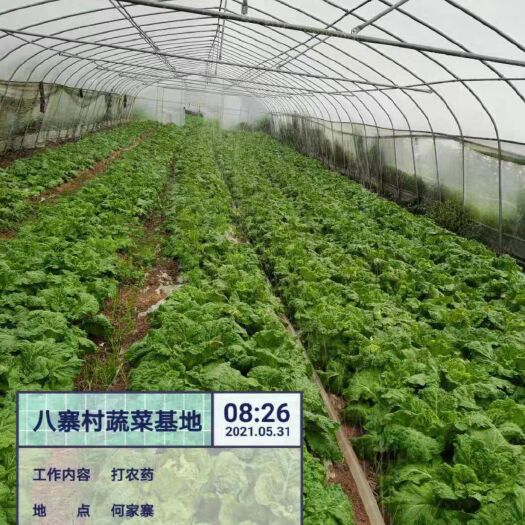 织金县麻叶菜
