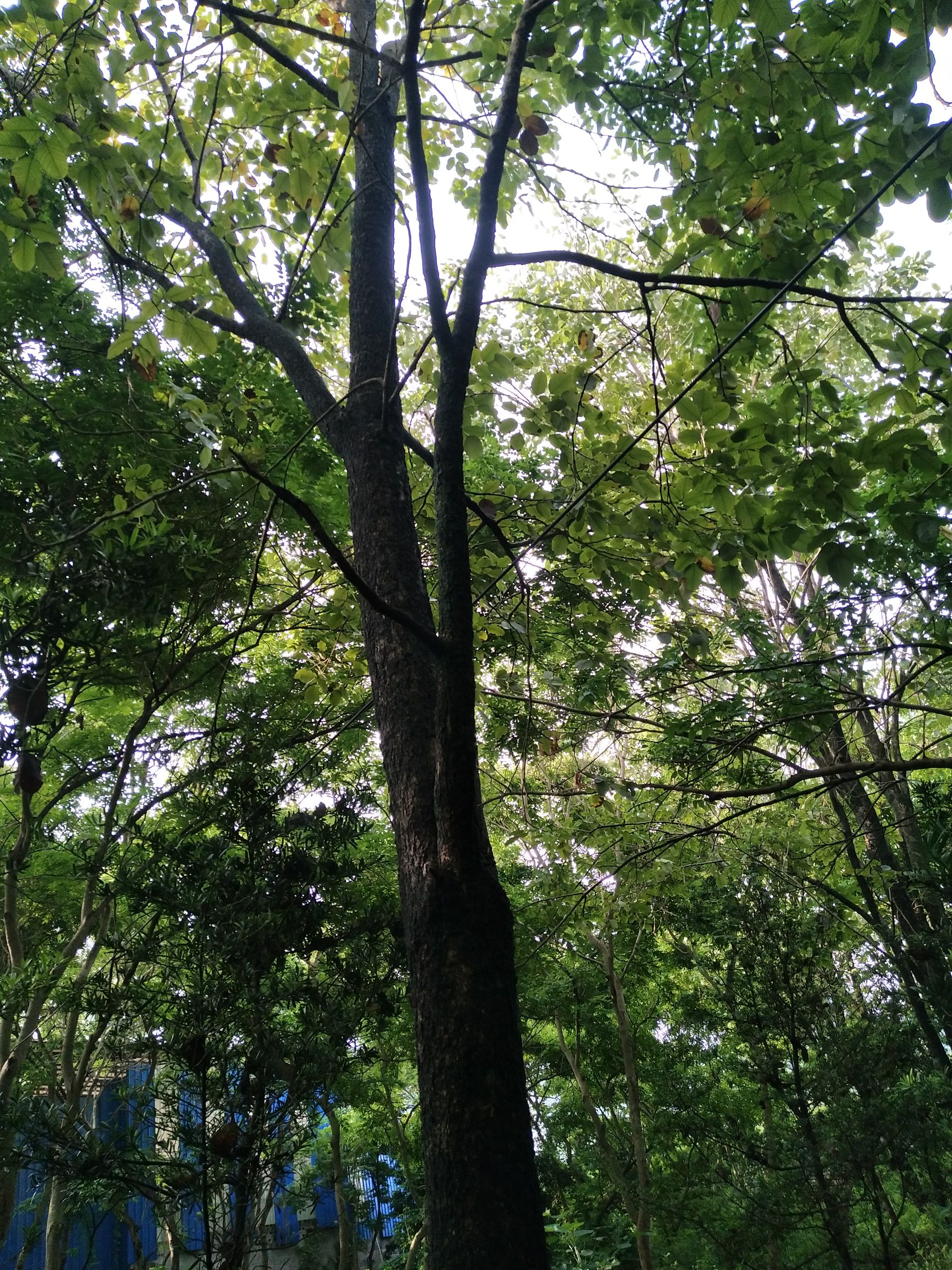 兴业县 檀香紫檀小树