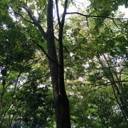兴业县 檀香紫檀小树