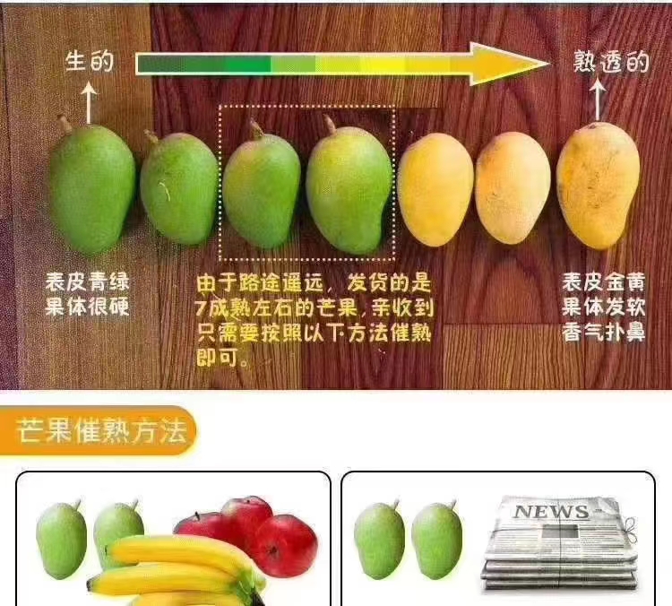 台农芒 田东台农