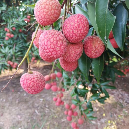 灵山县桂味荔枝 广西灵山荔枝