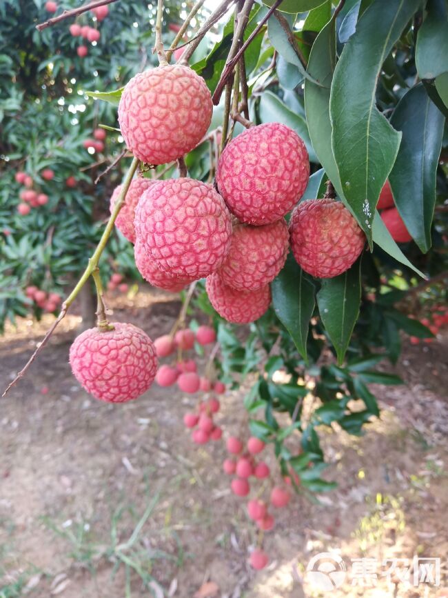 桂味荔枝 广西灵山荔枝