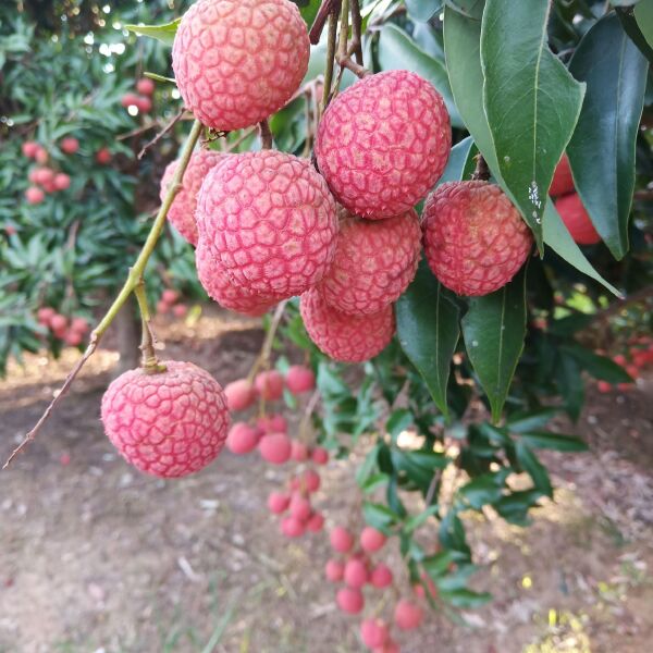 桂味荔枝 广西灵山荔枝