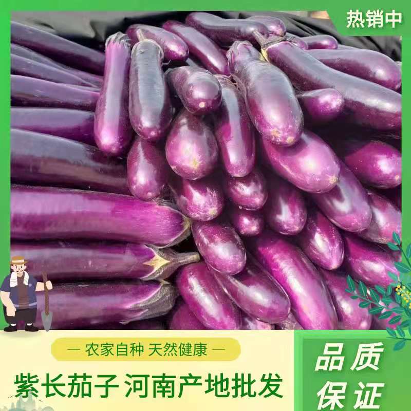 博爱县紫长茄  基地大量上市供应中质量价钱便宜