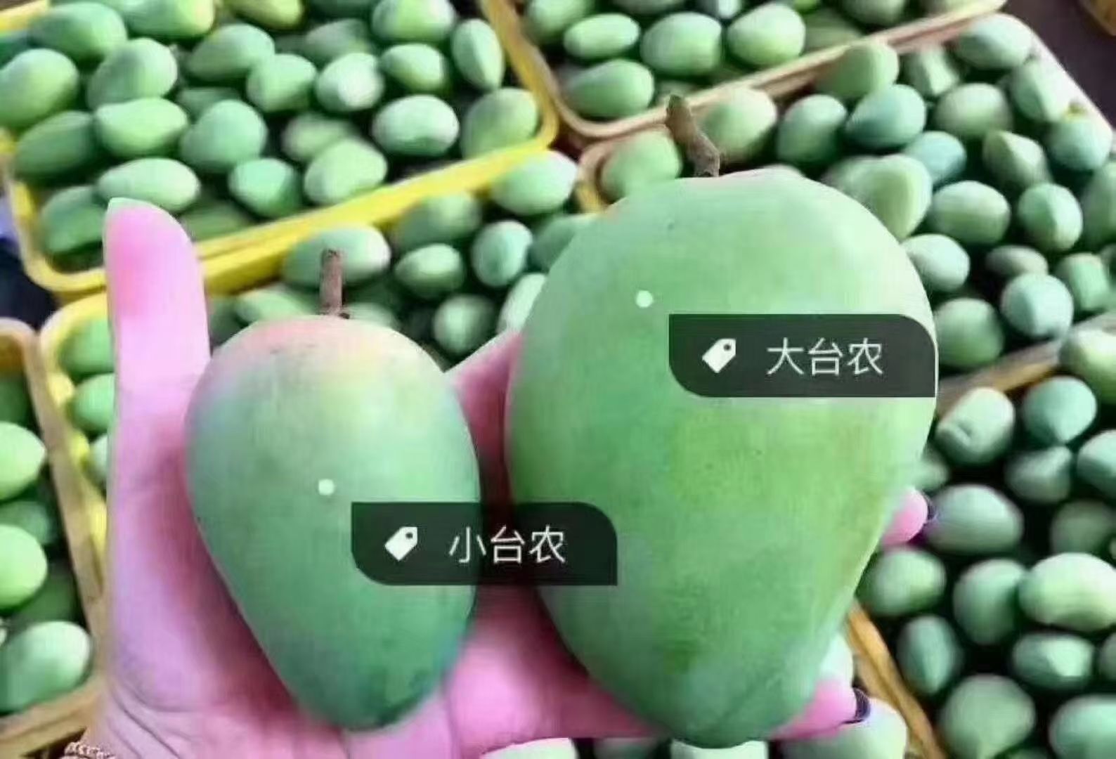 台农芒 田东台农