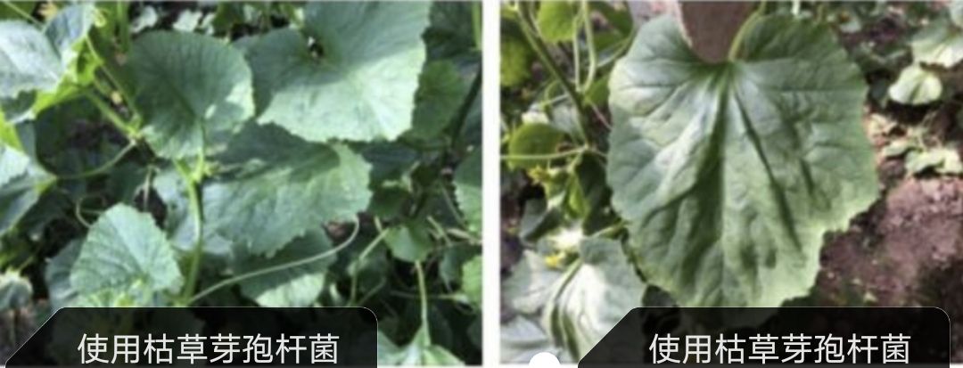 枯草芽孢杆菌： 预防重茬病害线虫的侵染， 增强抗病、 抗逆、