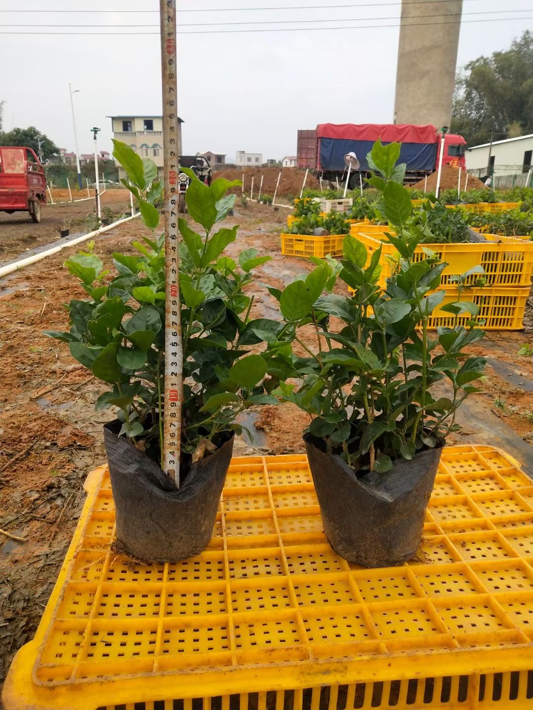 重瓣茉莉 营养杯杯苗批发整车发货