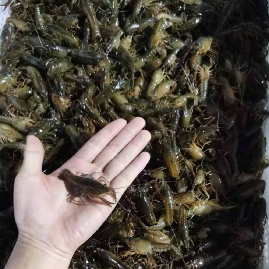南京虾苗养殖淡水小龙虾抱卵种虾青虾苗小龙虾苗塘口直发存活率高