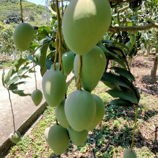 百色大青芒  中果，大台农
