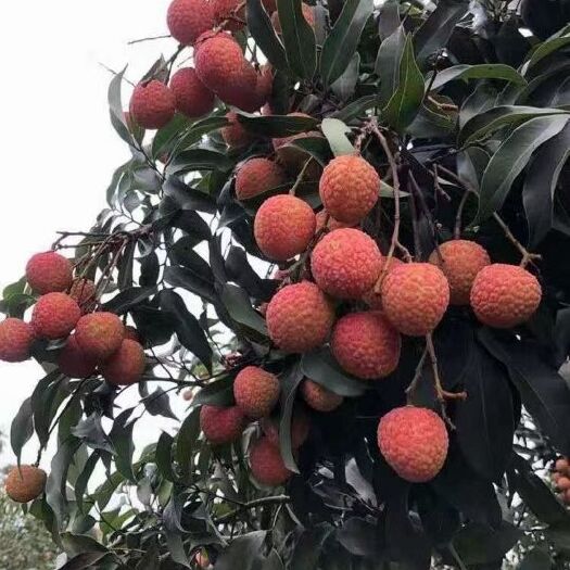 2023年黑叶荔枝 荔枝，黑叶，桂味