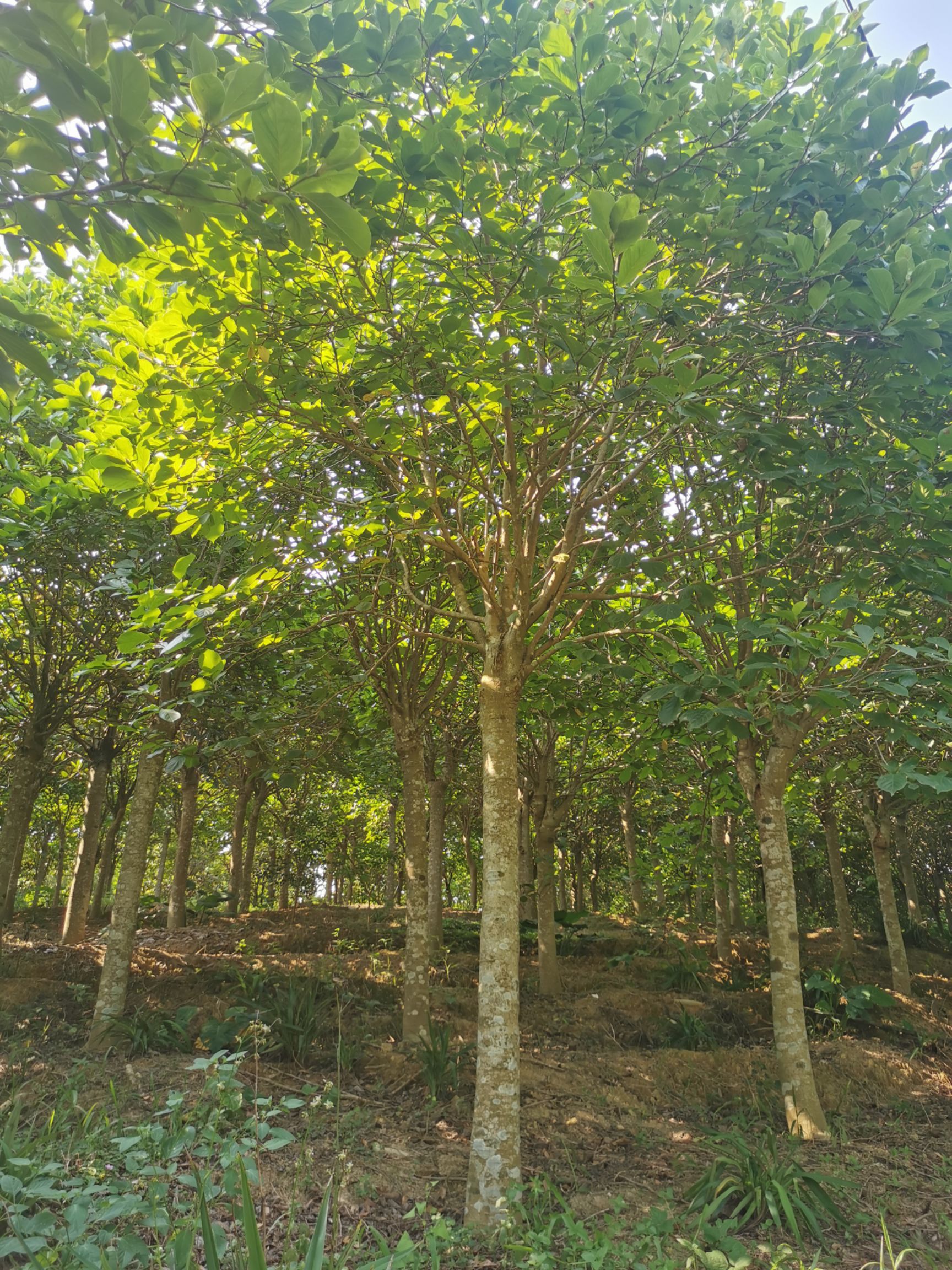 紫玉兰/玉堂春16-18分大量