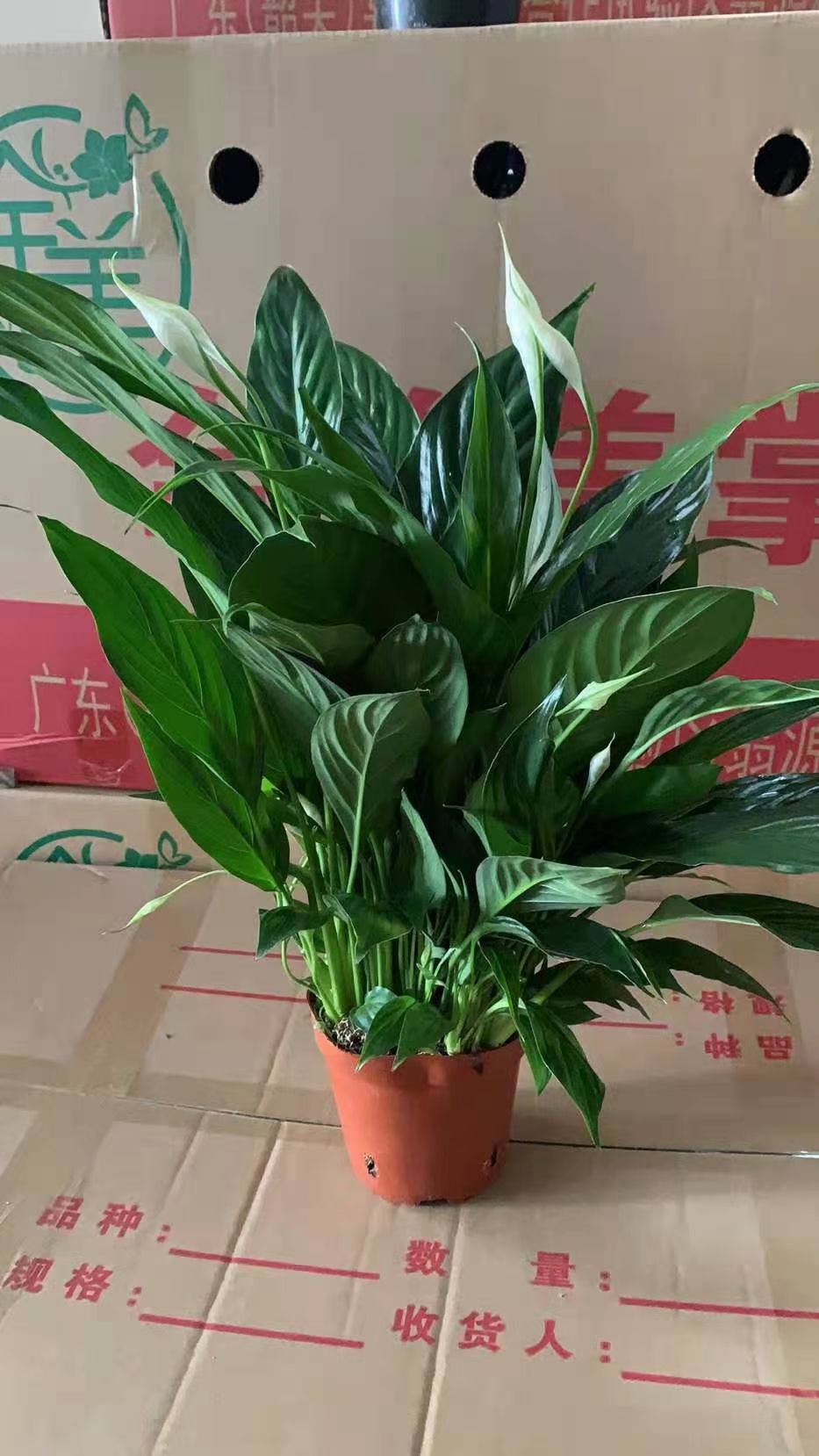 广东基地直销精品美酒白掌