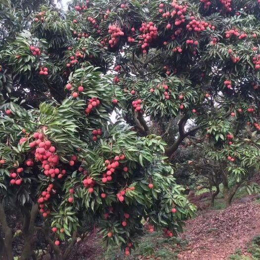 广州桂味荔枝  从化 自家种植的