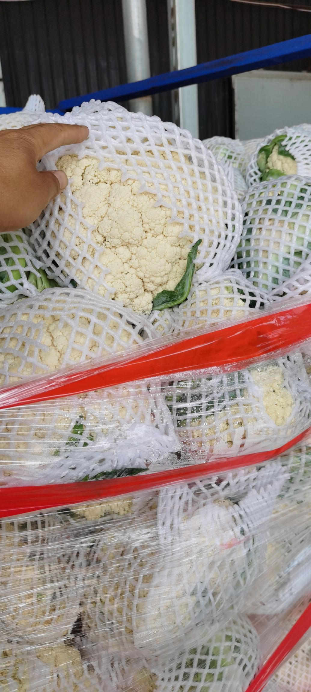 白花菜花 松花