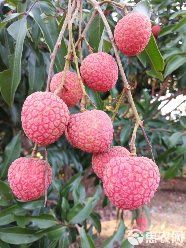 桂味荔枝 广西灵山荔枝