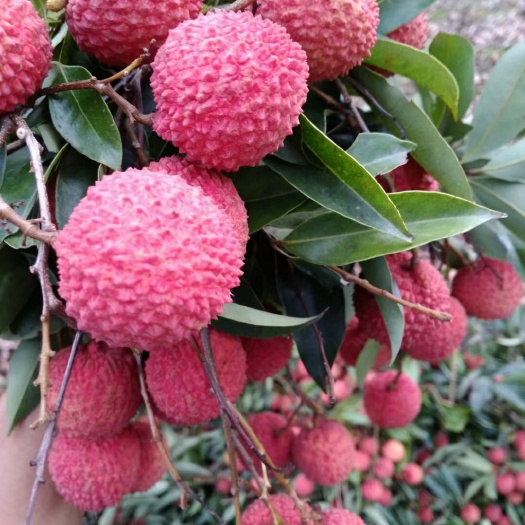 高州市高州荔枝 白蜡妃子笑黑叶荔枝大量上市上市