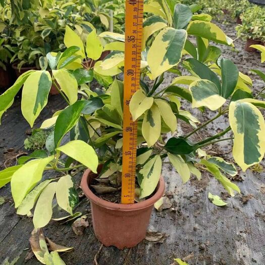 花葉鴨腳木  澳洲7斤袋高25公分 常綠灌木原土原袋發(fā)貨