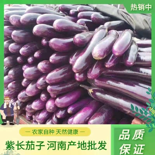 紫长茄 茄子，万亩基地大量供应，商超，市场，加工厂各种渠道