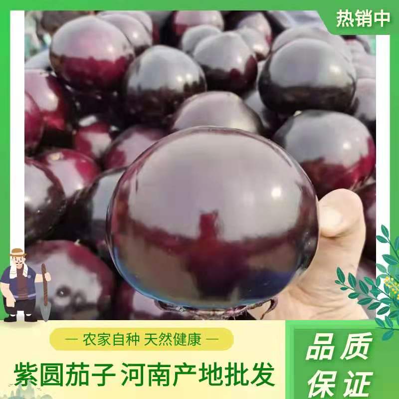 博爱县精品基地圆茄，紫茄，黑茄，大量上市供应中