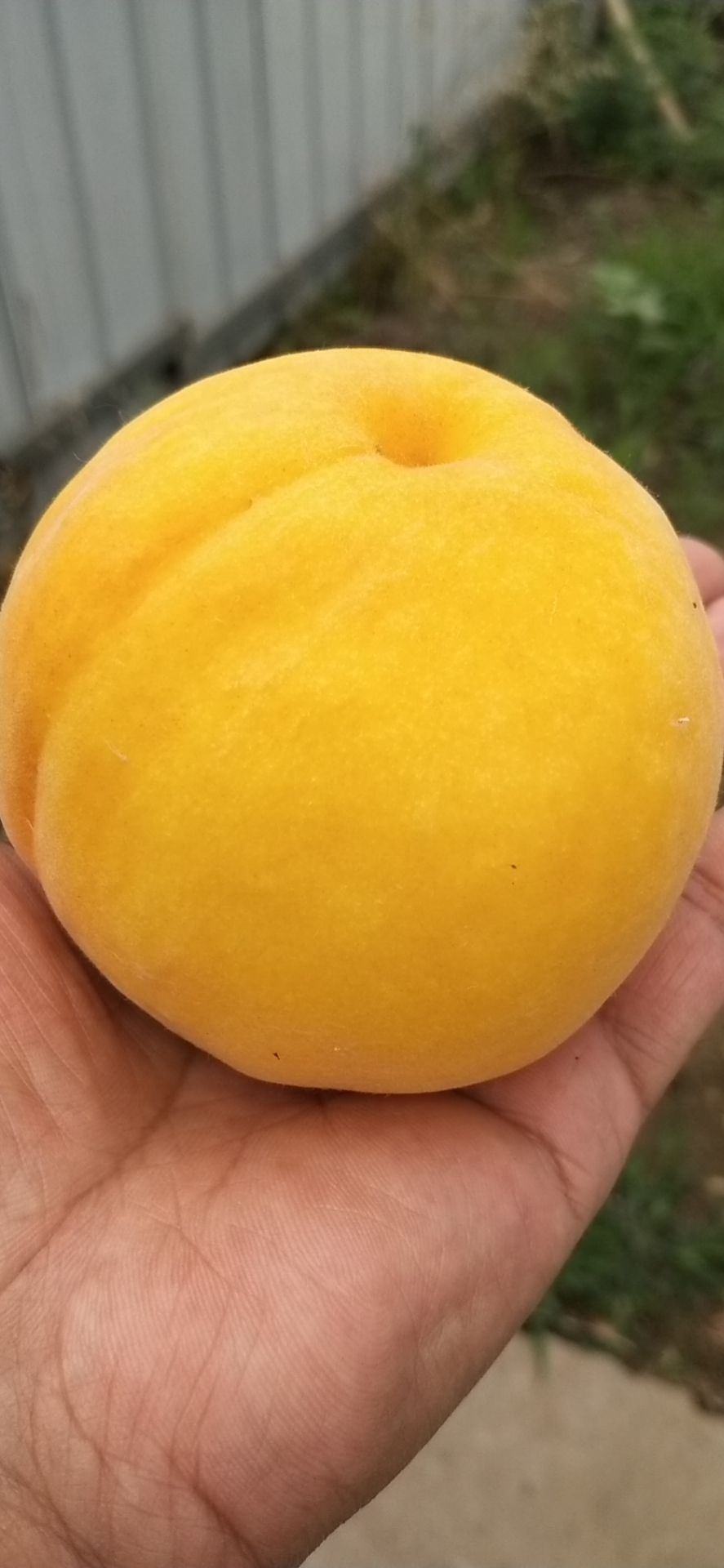 黄金黄桃  新黄金密一号，6月上旬成熟，脆甜可口，平均果重200克。