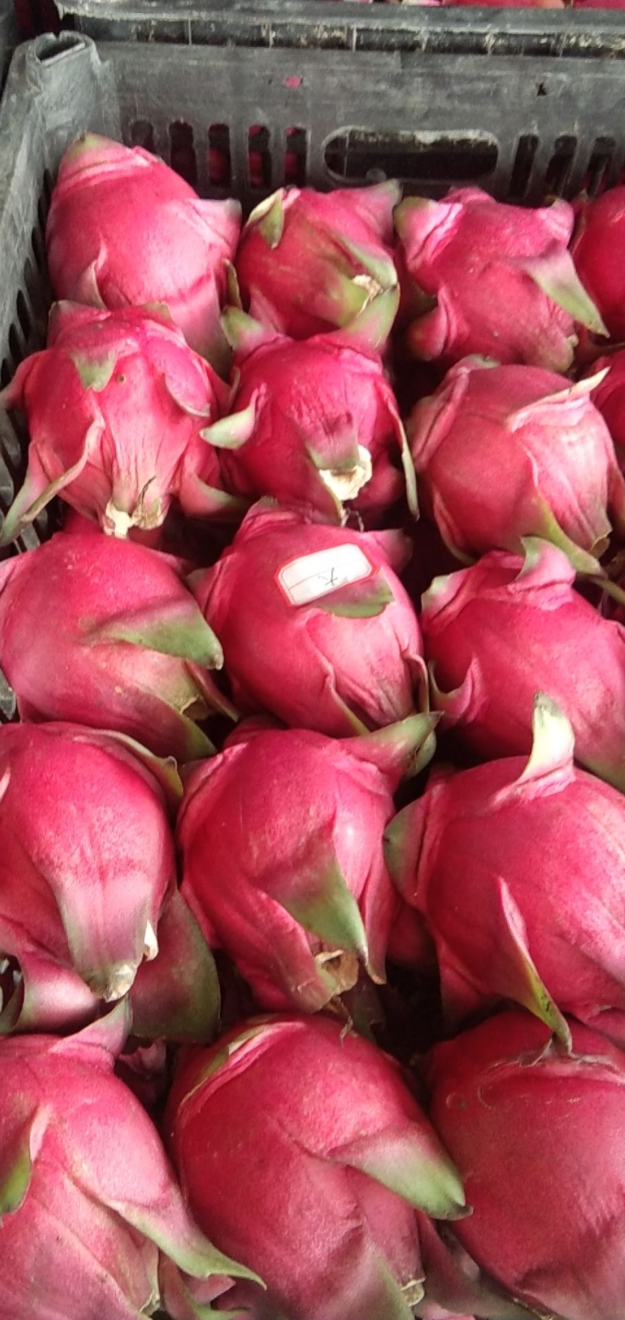 金都一号火龙果  火龙果，红宝龙 金都  大红