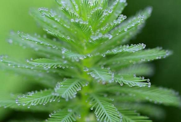 睡莲 沉睡植物