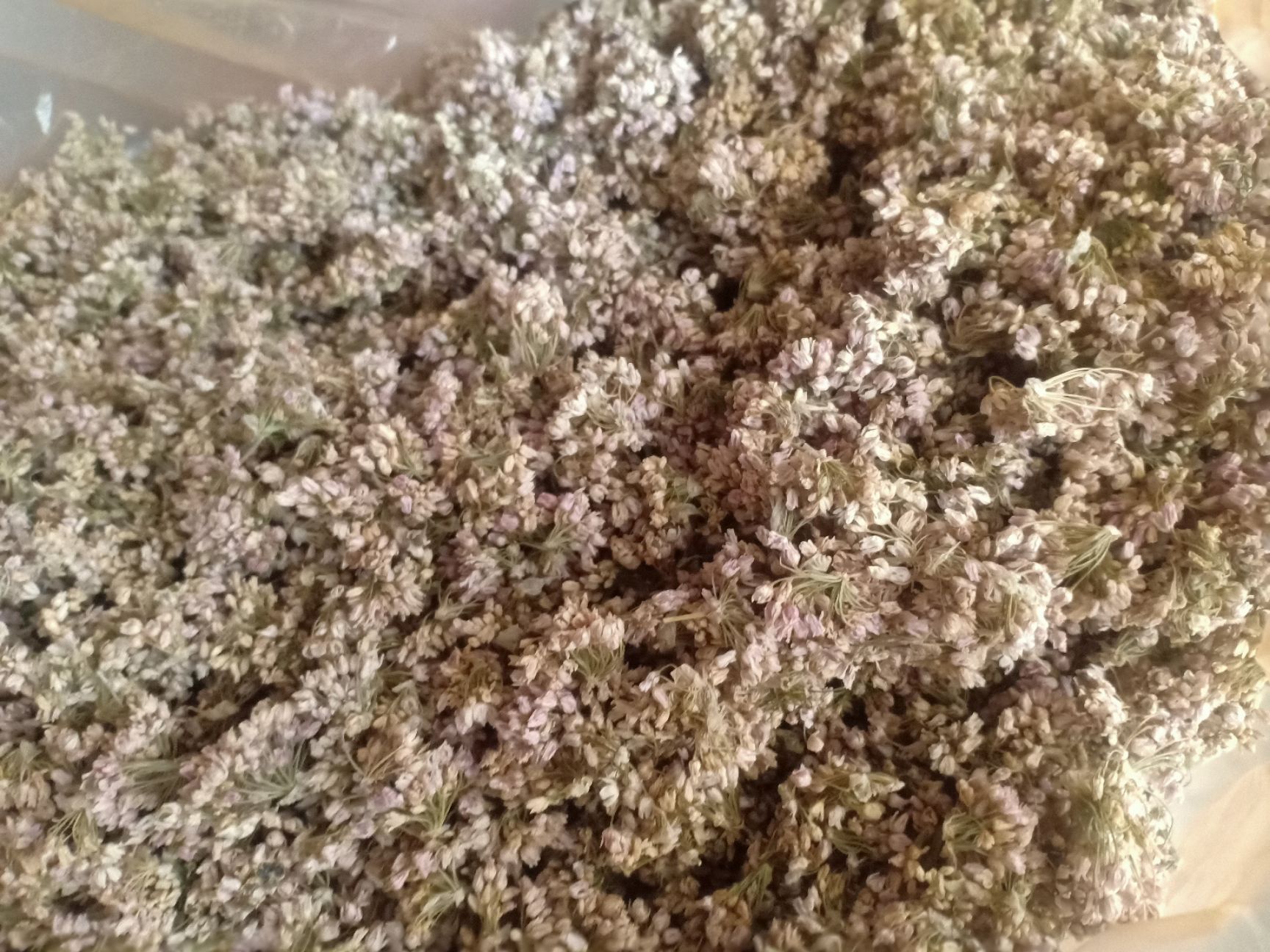 麻麻花  摘蒙花，又名山葱花、野韭花、贼麻花，摘麻花，天香花
