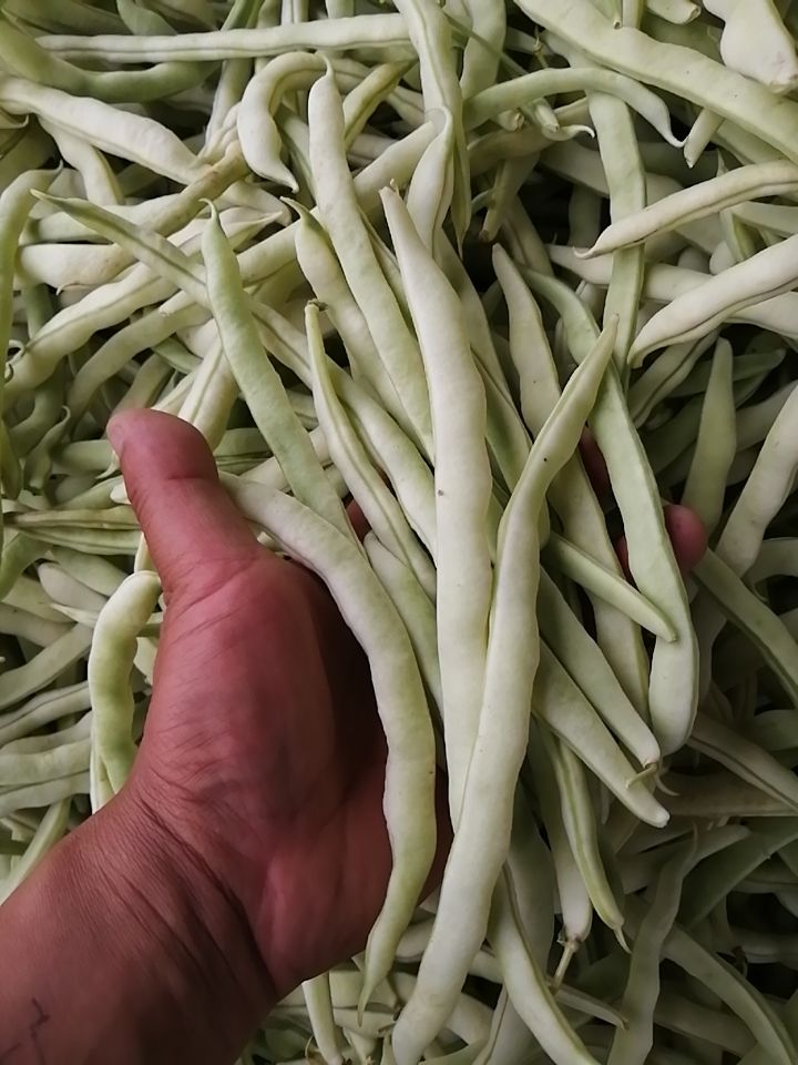 白条豆角 河北省保定市顺平县