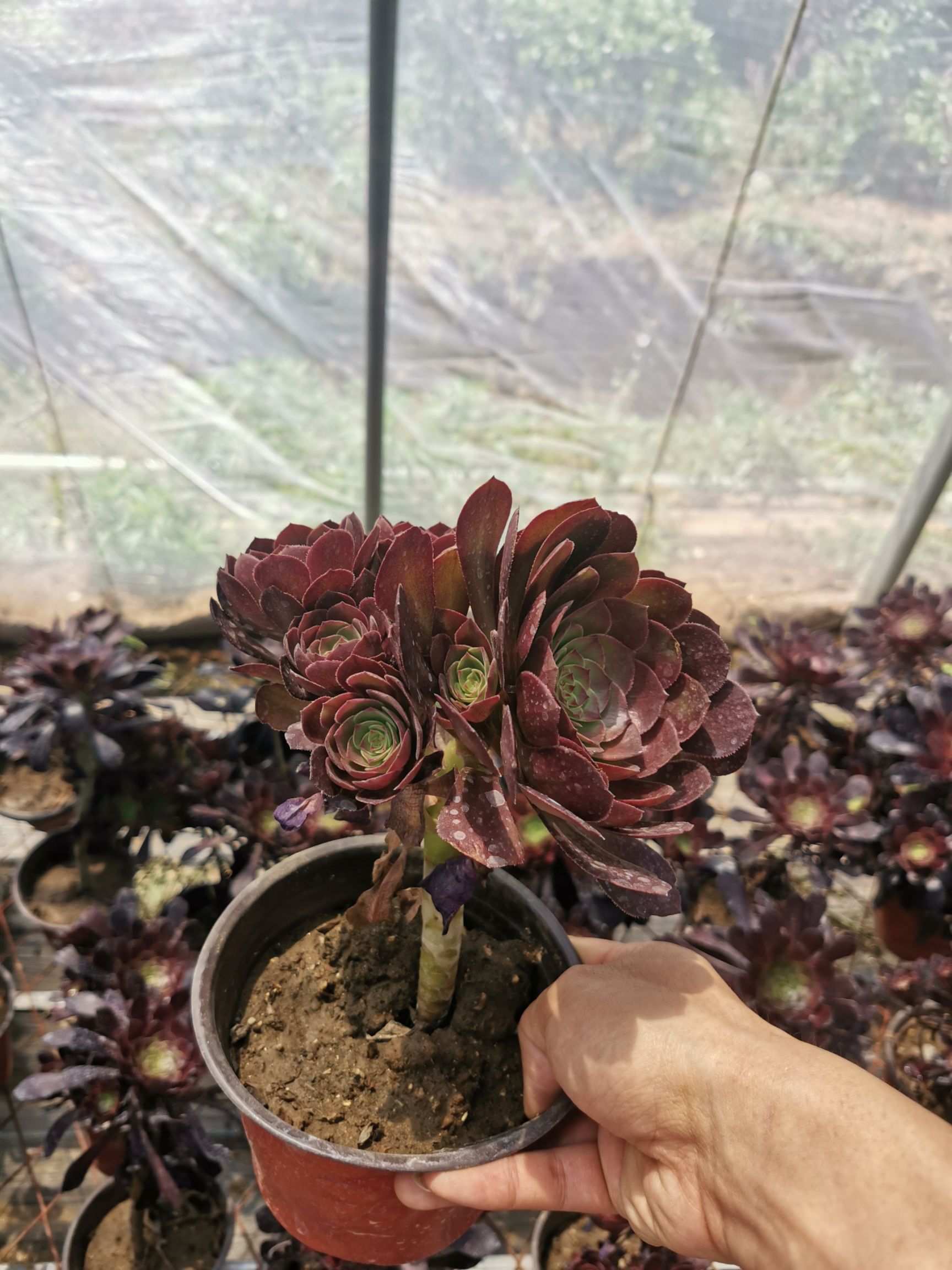  多肉法师铜壶优惠清理