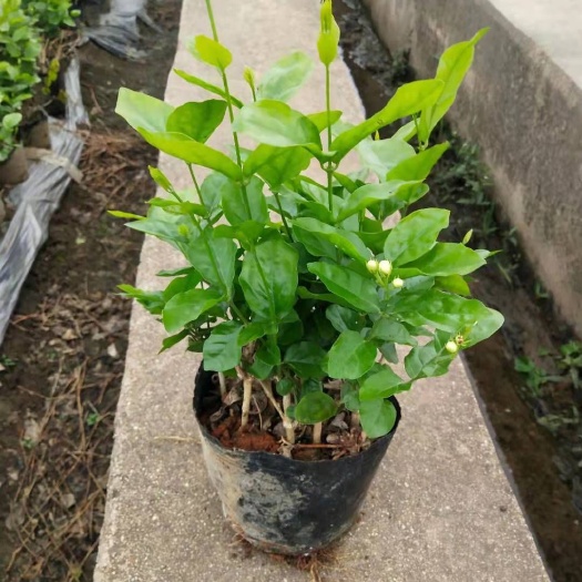横州市重瓣茉莉 营养杯杯苗批发整车发货